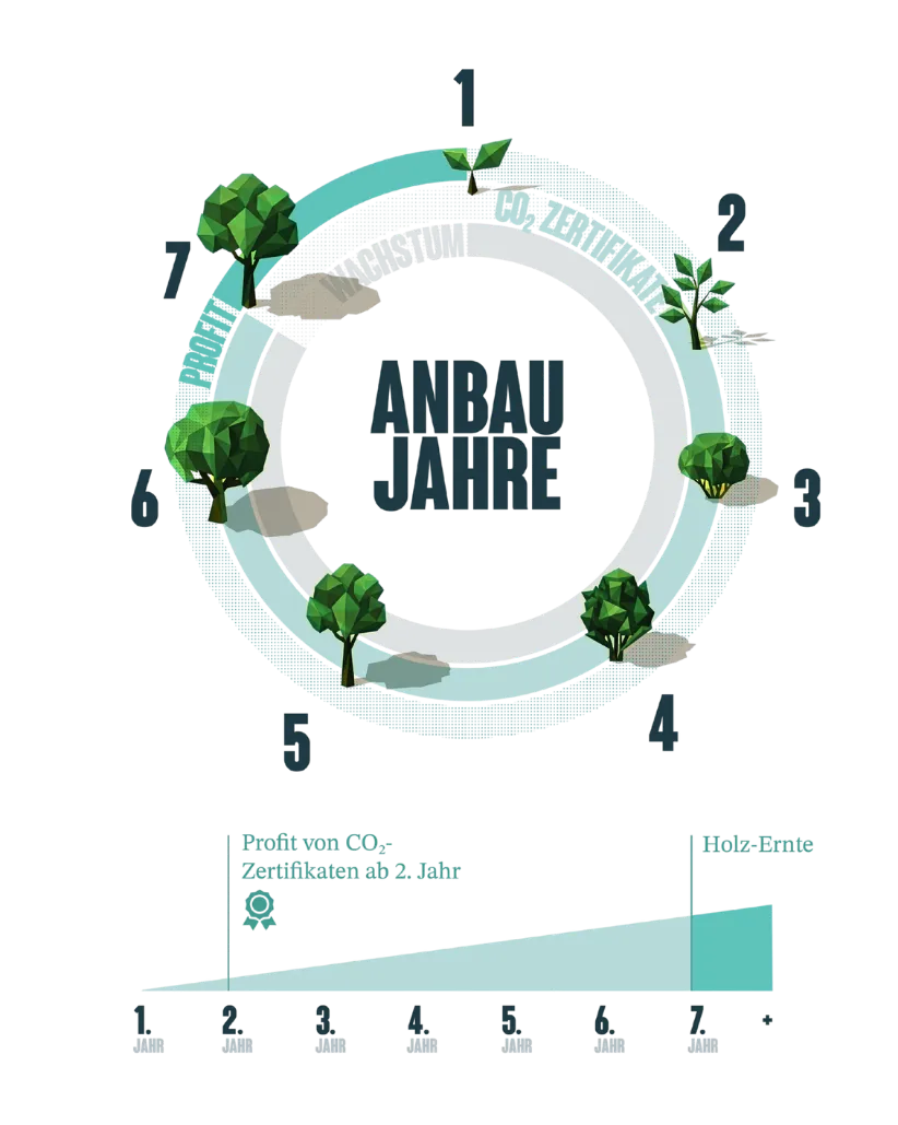 FutureTree growth-cycle infographic: a seven-year cultivation ring showing a Kiri tree maturing from seedling to harvest, with CO2 certificate income from year two and timber harvest in year seven