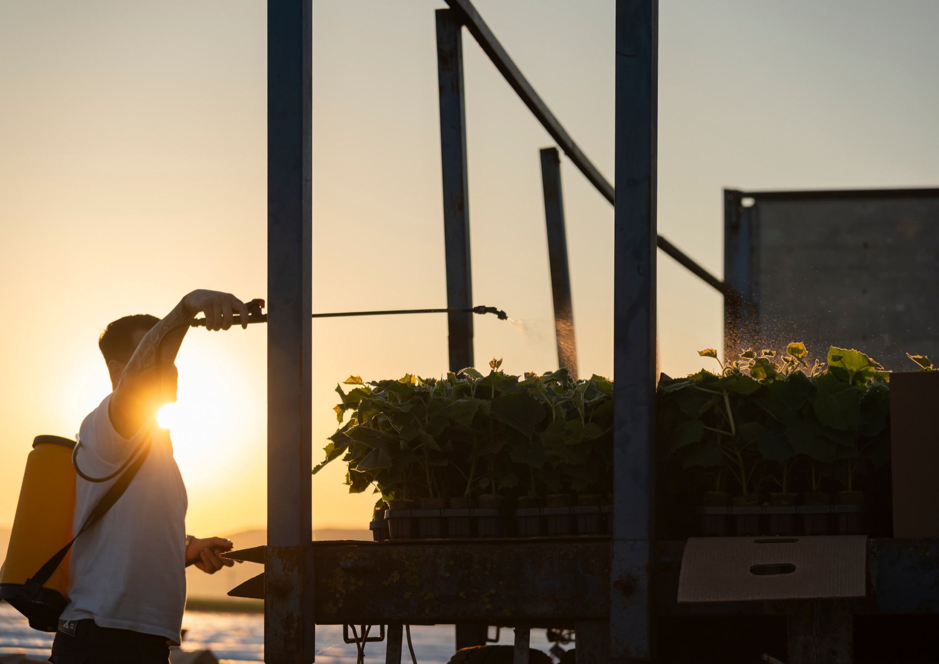 Irrigation work on a FutureTree plantation at dusk