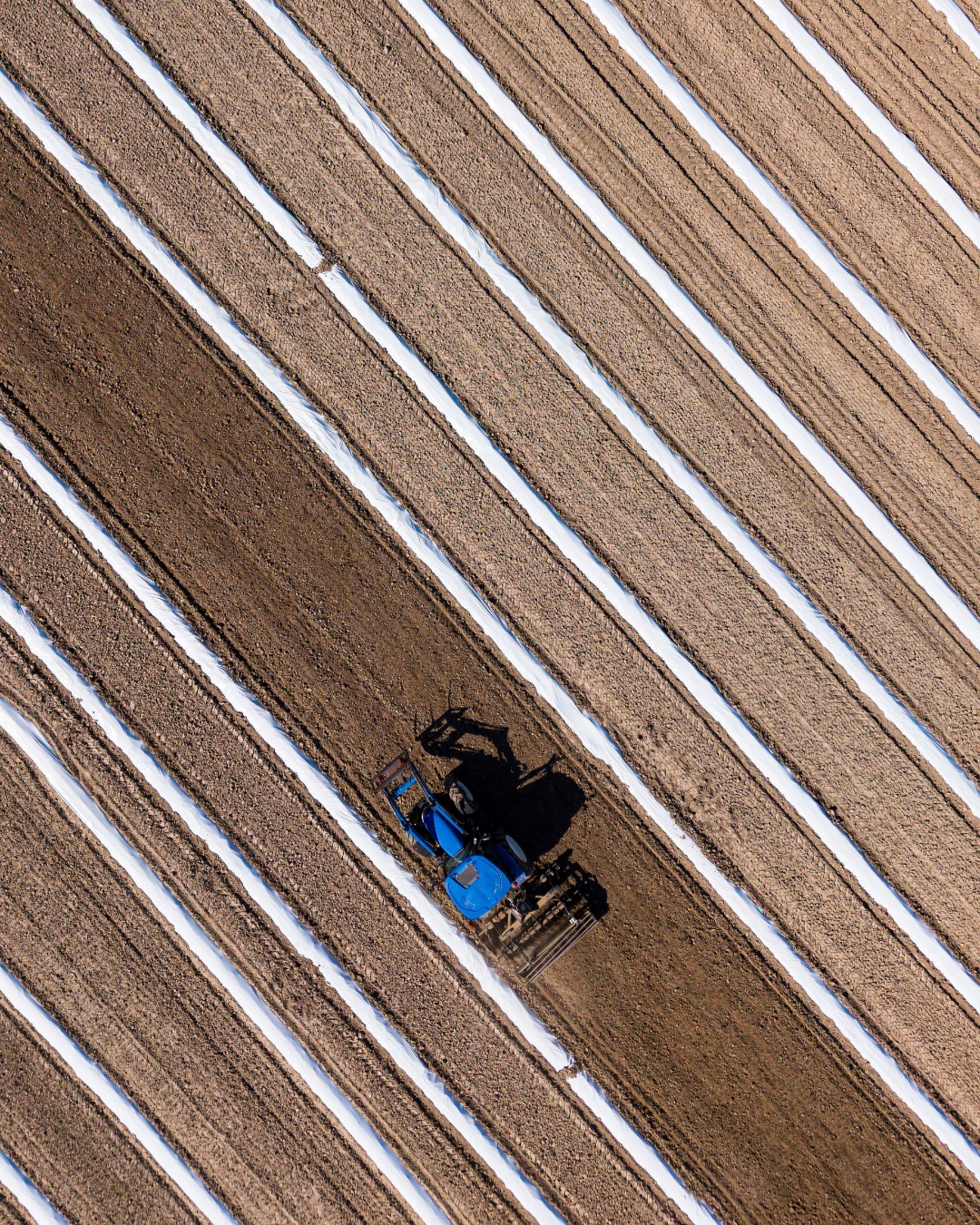 Tractor working the diagonal planting rows of a young Kiri plantation