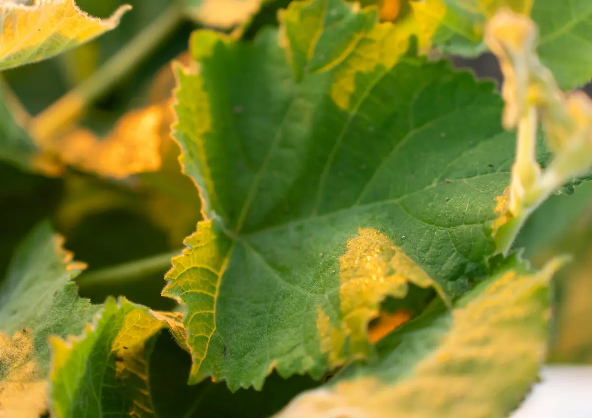 Junge Kiri-Blätter im Sonnenlicht der Plantage