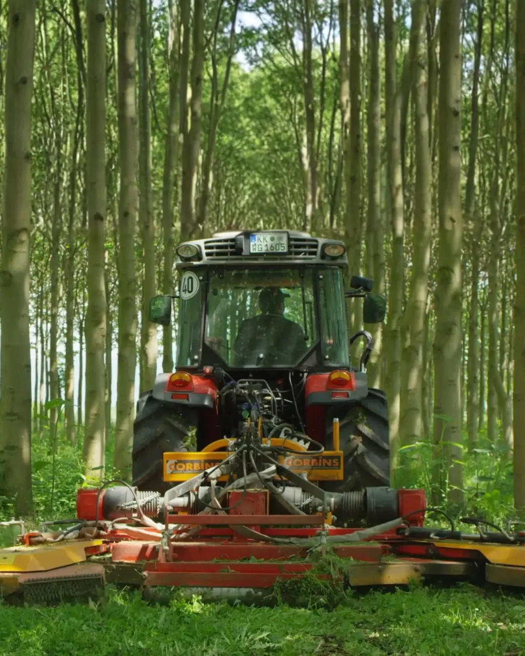 Forstmaschine erntet ausgewachsene Kiri-Reihen