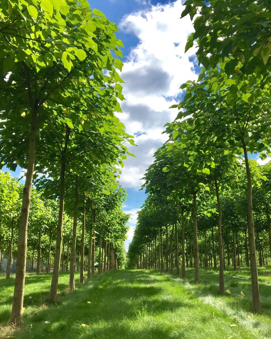 Heranwachsende Kiri-Allee im Sommer