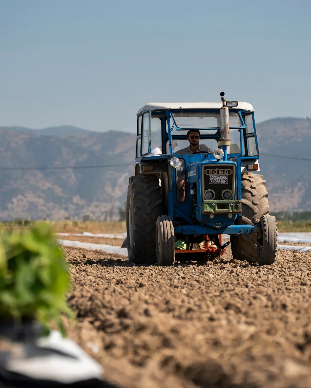 Traktor pflanzt Setzlinge in vorbereitete Reihen